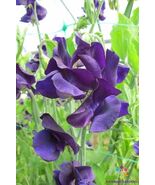 50 Marseilles Sweet Pea Seeds - $157.68 MXN