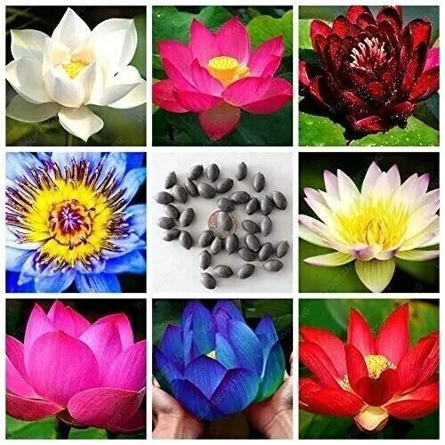 Lotus Seeds Ceylon Nelumbo Nucifera,Lotus Flower 5+ Authentic Seeds Fresh Garden - £12.57 GBP