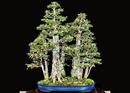 Bald cypress bonsái starter kit (seedling 5 to 8 inches) - $22.76