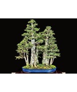 Bald cypress bonsái starter kit (seedling 5 to 8 inches) - £17.80 GBP