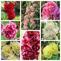 Summer Carnival Hollyhock Double Mixed Colors Alcea Rosea Flower 50 Pure Seeds - £4.72 GBP