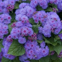 Ageratum Blue Mink Dwarf Floss Flower Purple Monarchs Love 500 Seeds - $8.99