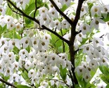 Japanese Snowbell {Styrax japonica} Showy Ornamental 20 seeds - $11.19