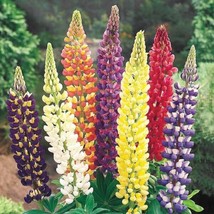 25 Mixed Dwarf Lupine Seeds Flower Perennial Flowers Hardy Seed 1007 US ... - $9.00