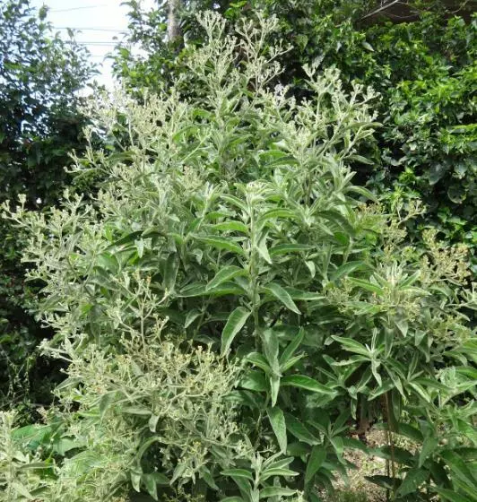 10 Seeds Blumea Balsamifera Aromatria Herb Sembung Balm W/ Tracking Number - £13.36 GBP