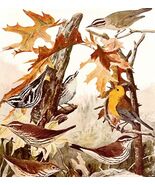 Warbler Varieties And Thrush 1936 Bird Lithograph Color Plate Print DWU12C - €21,45 EUR