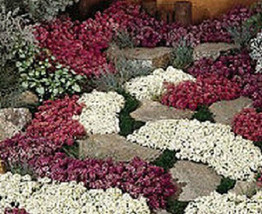 US Seller 100 Alyssum Seeds Wonderland Mix Ground Cover Fast Shipping - $21.00