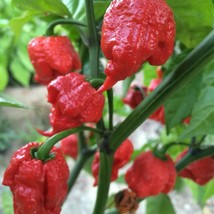 Trinidad Moruga Scorpion Red Green Chili Pepper Vegetables, 10 seeds  - £9.59 GBP