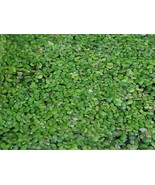 Bulk Duckweed for KOI Fish Ponds (100, 500, 1000 and up to 3 pounds) - $12.00 - $40.00