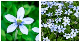 Blue Star Creeper Isotoma Fluviatilis 3 Seasons of Blooms Quart Pot 150 seeds  - £17.29 GBP