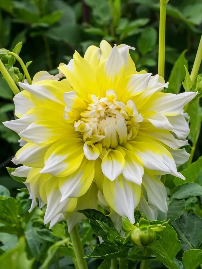 1 Bulb Dahlia  GRAND PRIX Flower For Garden - $28.00