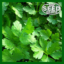 Plain Italian Parsley Seeds 300 Seeds Fresh Gardening USA Shipping - $5.58