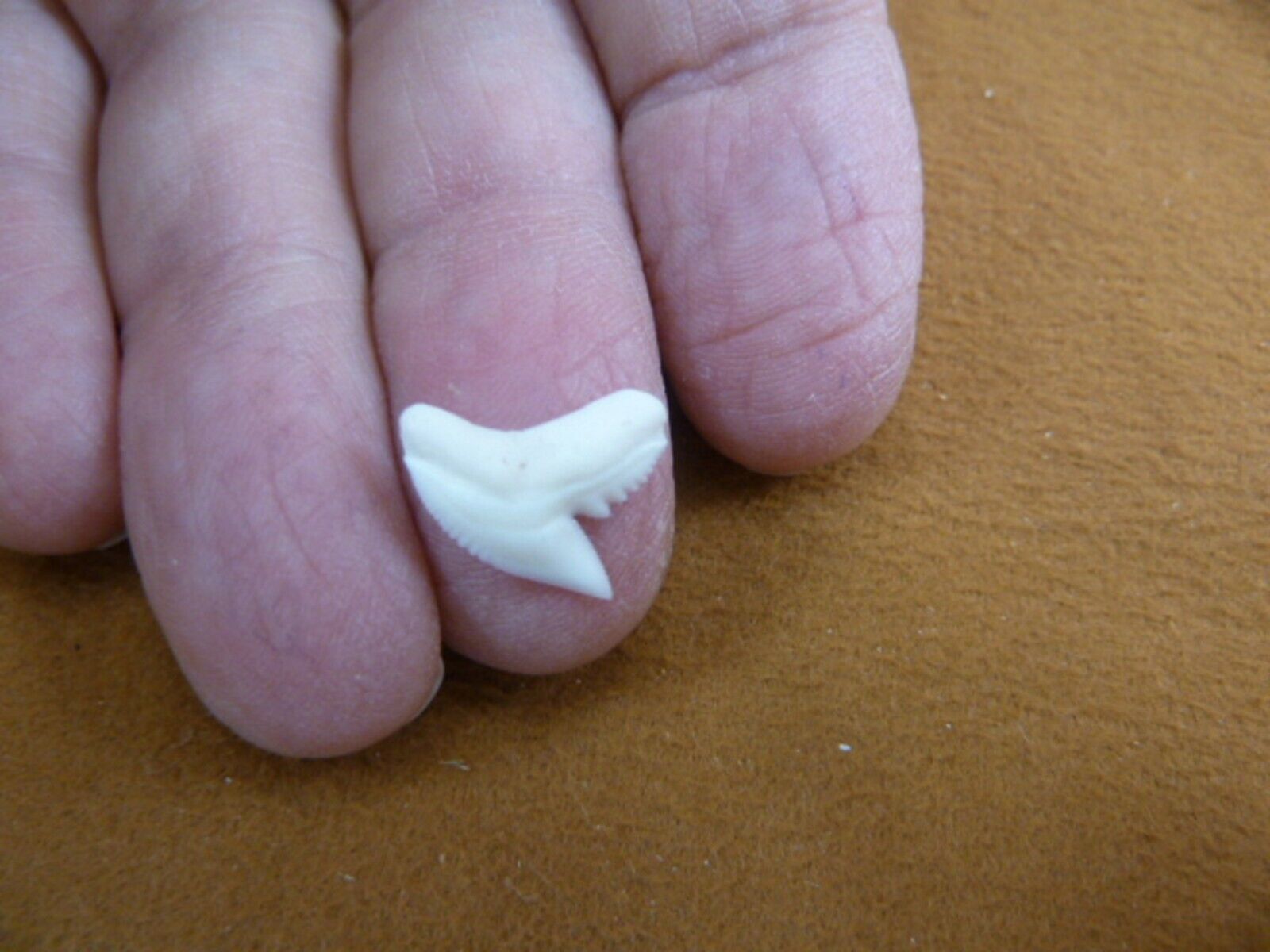 st-0-3) Small 1/2&quot; modern White TIGER SHARK TOOTH Teeth jewelry Cuvier n... - $11.29