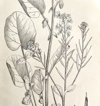 Winter Cress Barbarea Flower Drawing Victorian 1887 Art Print Agriculture DWT9C - £19.66 GBP