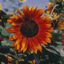 Ship From Us Sunflower Wild Flower Garden Seeds - Autumn BEAUTY- 8 G Packet TM11 - £10.83 GBP
