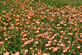 50 Salmon Flax Linum Grandiflorum 1 Salmon Pink Flower With Red Eyes Seeds Fresh - $15.00