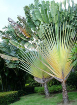 10 pcs Ravenala madagascariensis Seeds 100% Real Travellers Palm FRESH SEEDS - £12.77 GBP