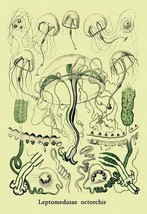 Jellyfish: Leptomedusae Octorchis by Ernst Haeckel - Art Print - £17.57 GBP+