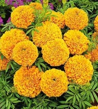 Fresh 200Pcs African Marigold Flowers Orangish Yellow Color - $10.02