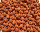 1100 pc Loose Rudraksha Seeds Beads Nepal Origin Natural 5 Mukhi 10 mm F... - £66.42 GBP