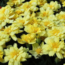 Marigold Seeds French Marigold Alumia Vanilla Cream 50 Seeds Fresh Seeds Gardeni - £17.72 GBP