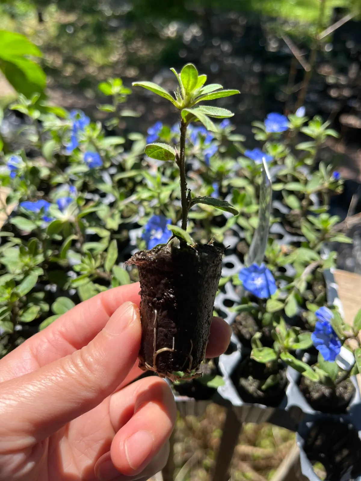Live Plants Evolvulus Blue Daze Well-rooted Plug - £18.11 GBP