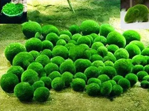 Pieces Mixed Water Grass Plants for Aquarium Fish Tank - $113.18 MXN