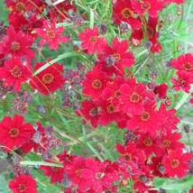 50 Mahogany Midget Coreopsis Tinctoria Red Dwarf Flower Seeds New Fresh Seeds - $14.90