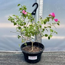 Bougainvillea Pre Bonsai  #2308  Actual plant shown in photos - £58.85 GBP