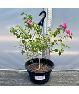 Bougainvillea Pre Bonsai  #2308  Actual plant shown in photos - £58.80 GBP