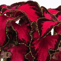 Best Seeds Chocolate Covered Cherry Coleus Pelleted Seeds Indoor Shade Plant - £12.69 GBP