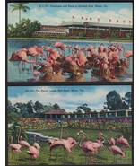 Lot of 2 FLORIDA Flamingo Postcards - See Photos F20 - $105.19 MXN