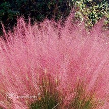 Pink Muhly Grass, 50 seeds - $266.36 MXN