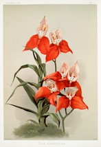 13572.Wall Decor Poster.Room Interior home design.Reichenbachia Orchid flower - £12.90 GBP+