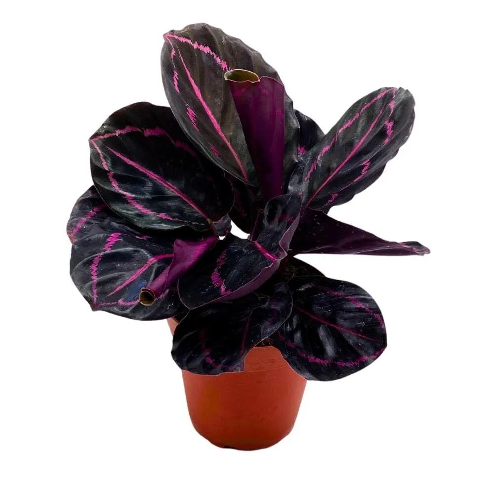 Calathea Dottie Black Rose Roseopicta a 4 in Pot - £35.86 GBP