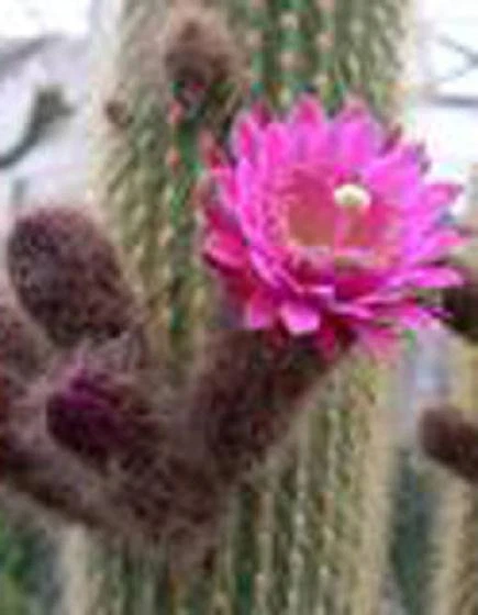 Weberbauerocereus winterianus rare cactus seed 20 SEEDS - $11.99