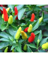 Super Chili Pepper Plant Early Hot 2.5 inch Pot - $15.98