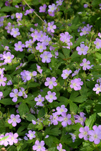 1 Live Plant Wild Geranium - £32.90 GBP