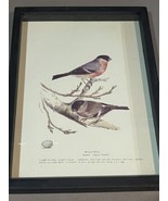 H L MEYER 1853 Folio Size Birds &amp; Their Eggs Bullfinch Ornithology Print... - $38.61