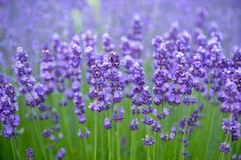 Lavender Seeds - Grow Your Own BeautifulFragrant Lavender Fresh Garden Seeds - £7.19 GBP