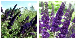 3 Live Plants Buddleia Black Knight Fragrant Bush - $70.93