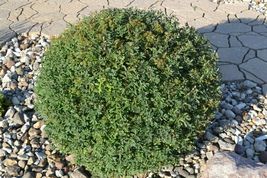 Snowmound Spirea quart pot image 4