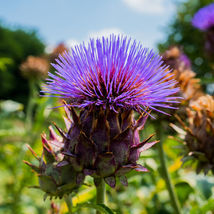 SG - 25 Seeds Cardoon Seeds, Artichoke Thistle, NON-GMO, Variety Size Packets - £6.16 GBP