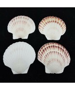 Scallop Baking Shells Natural Sea Shells for Cooking Serving Set of 4 La... - £11.86 GBP