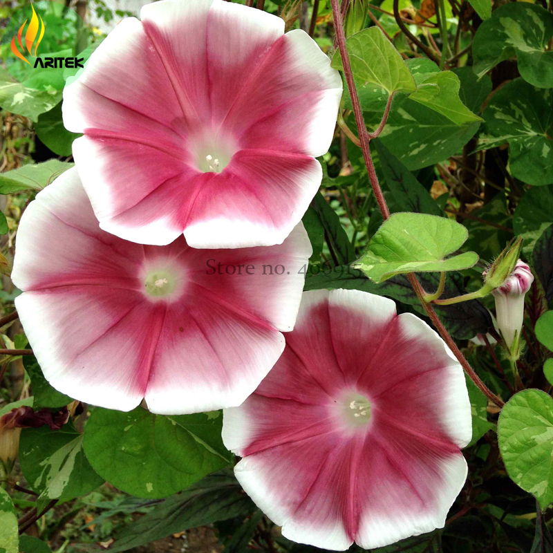 Imported Japan Wine Red Morning Glory Seeds 10 Seeds Beautiful Annual Fl... - $6.72