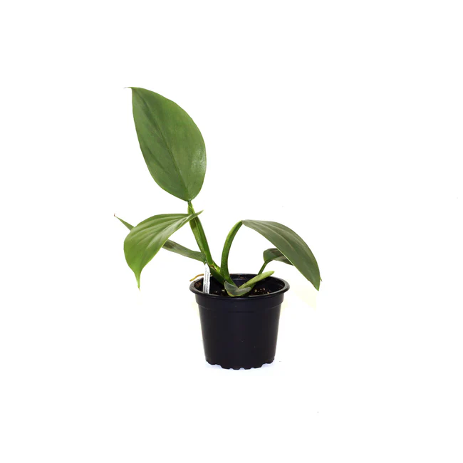 SYST Philodendron Hastatum Glaucophyllum Juvenile Silver 3.5 inch Fast S... - $63.12 CAD