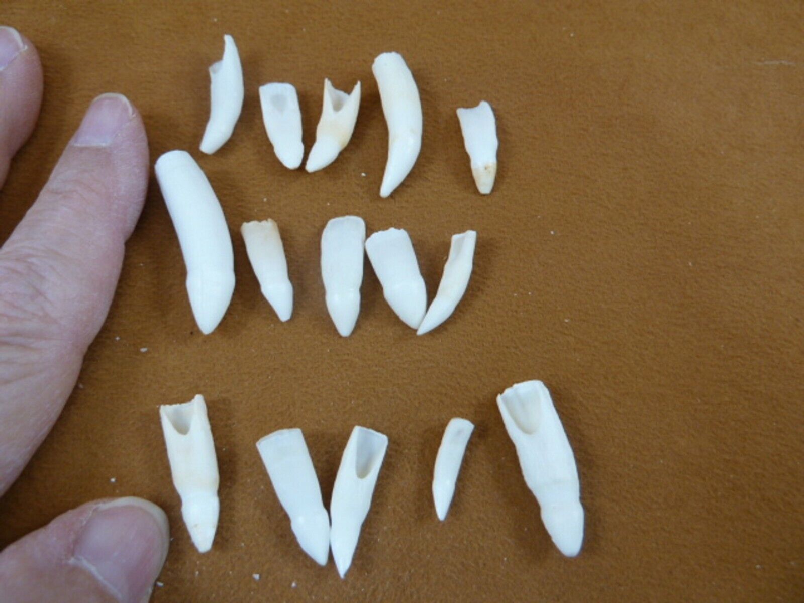 (G370-11) 15 GATOR Alligator Aligator T**th Dentition make jewelry mixed... - $14.01