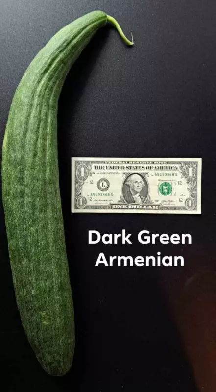 15 Seeds Metki Cucumis Melo Armenian Dark Green Cucumber Heirloom Seeds For Quic - $9.59