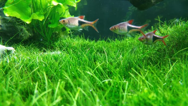 Aquarium Water Grass Seeds For Fish Tank 100+ Seeds Decoration Creates Lush Usa  - £14.59 GBP