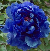 20 Seeds Chinese Peony Tree - Blue Double Flowers - $14.31